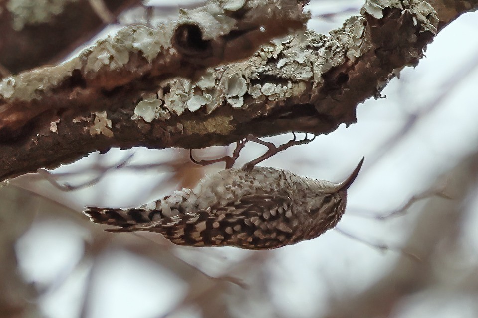 African Spotted Creeper - ML643571441