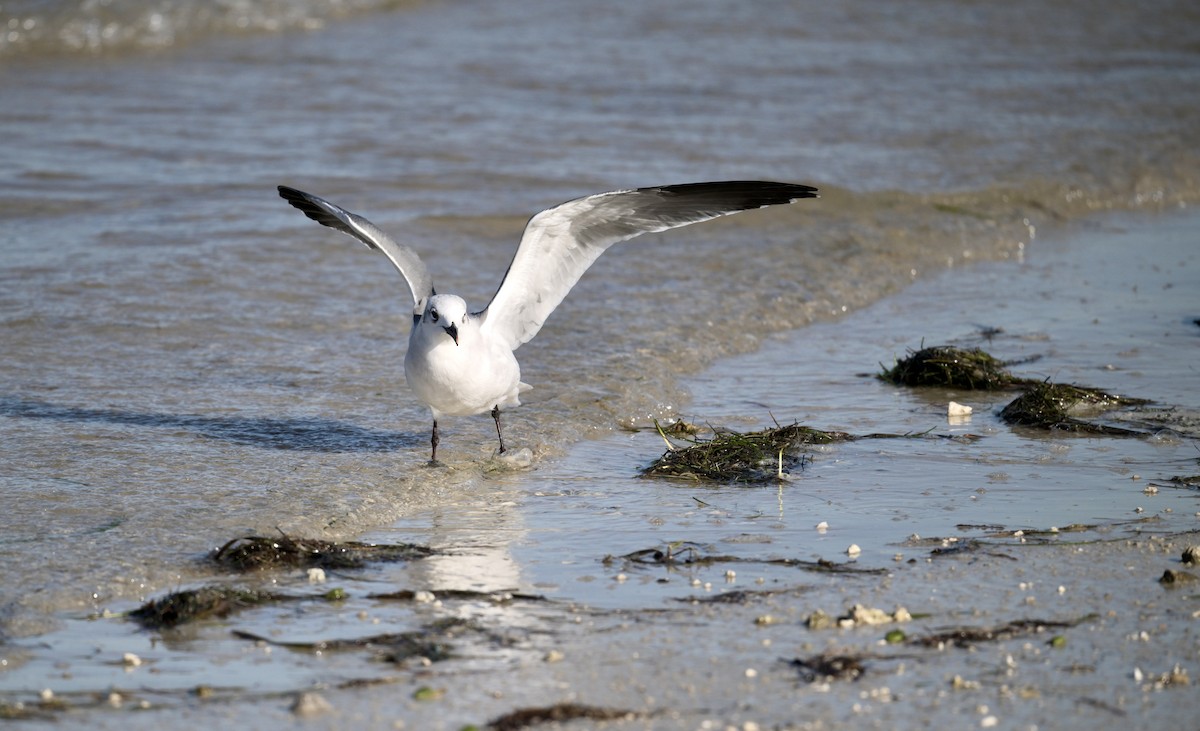 Laughing Gull - ML643571443