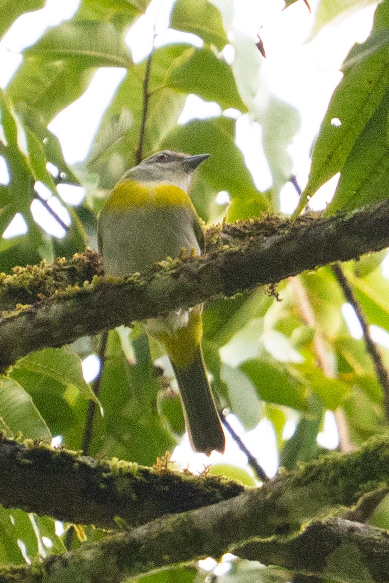 Ashy-throated Chlorospingus - ML643571445