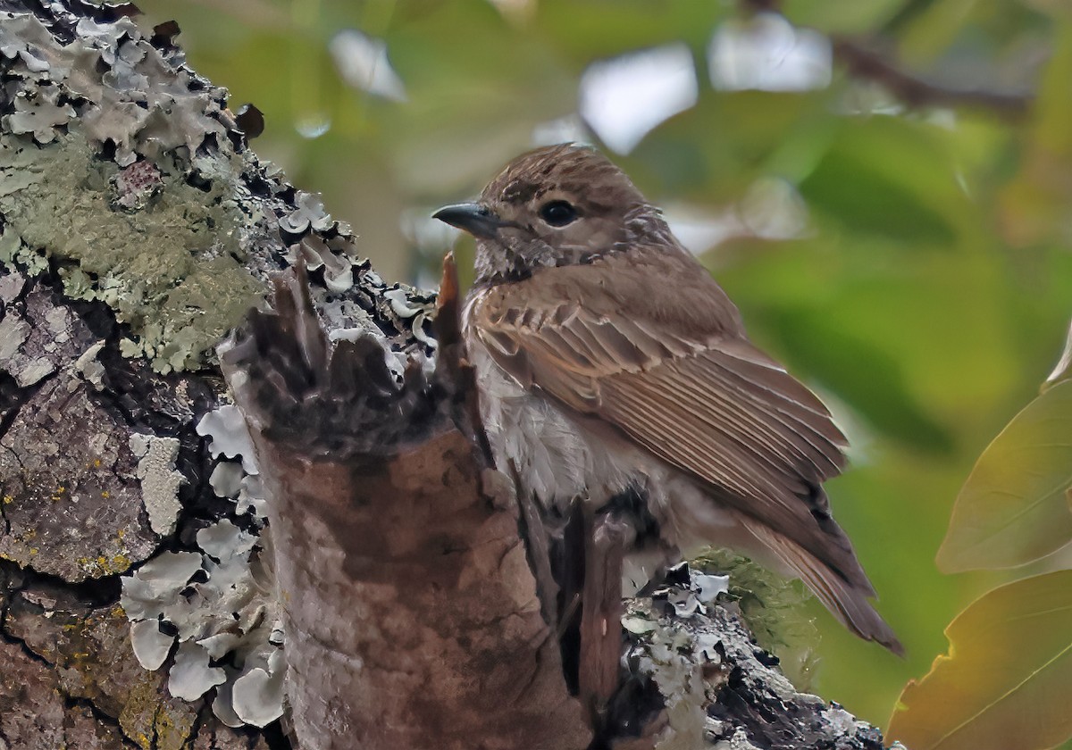 Pale Flycatcher - ML643571449
