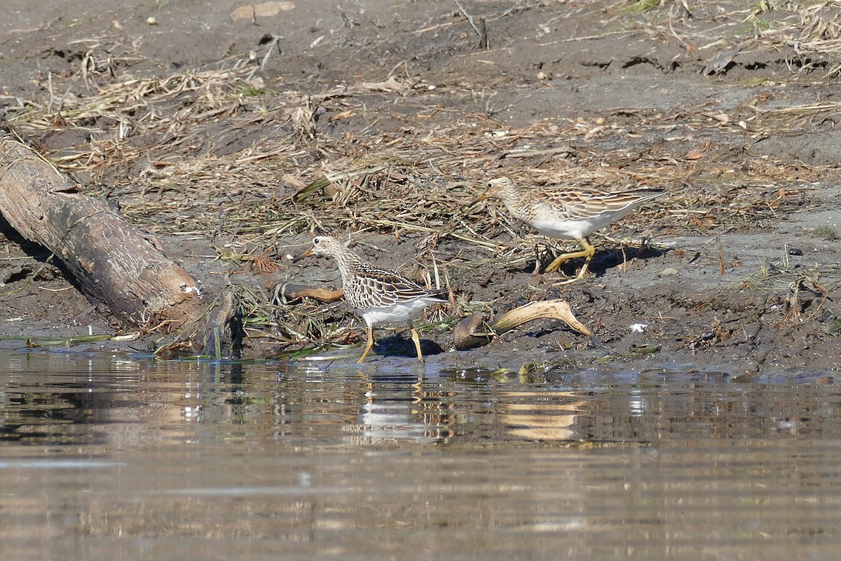 Pectoral Sandpiper - ML643571467