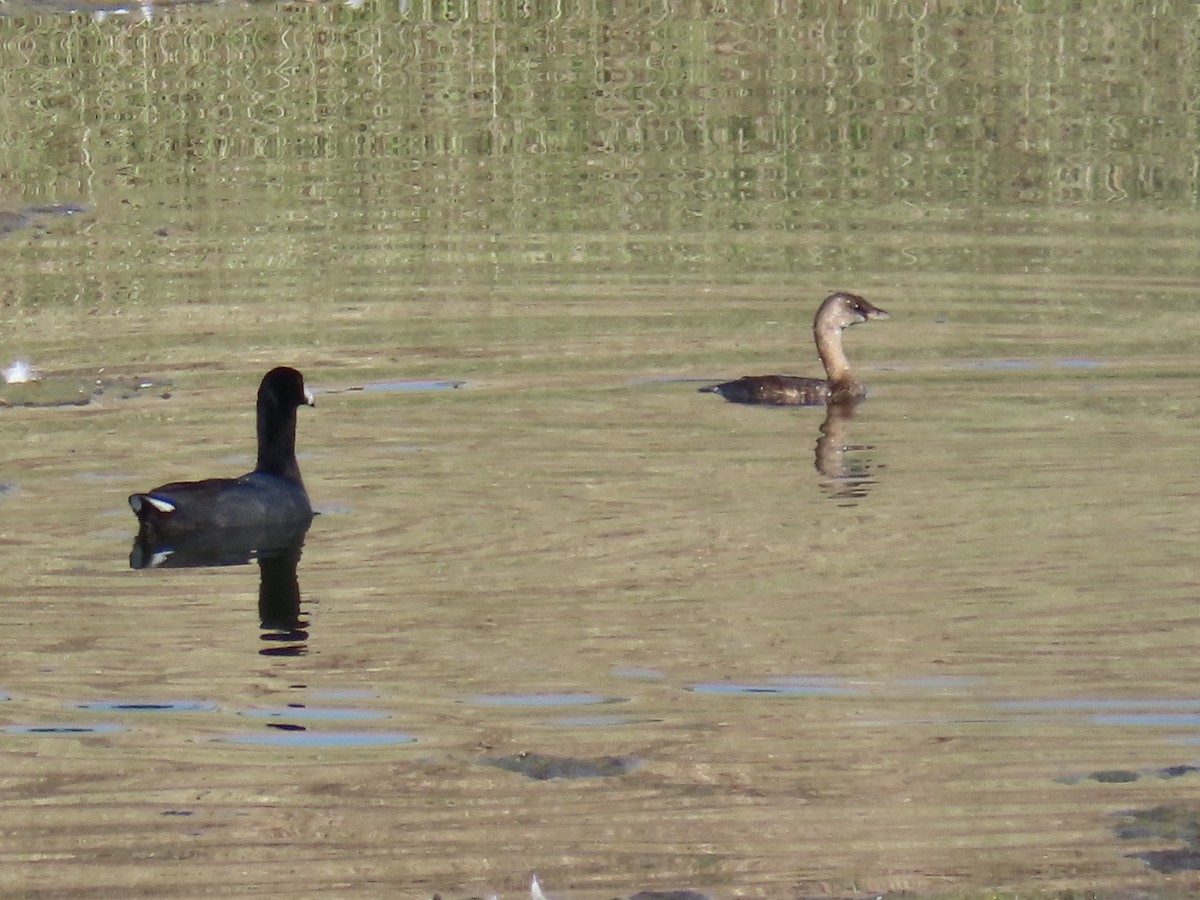 Pied-billed Grebe - ML643571471