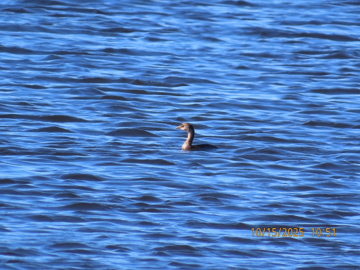 Pied-billed Grebe - ML643571490