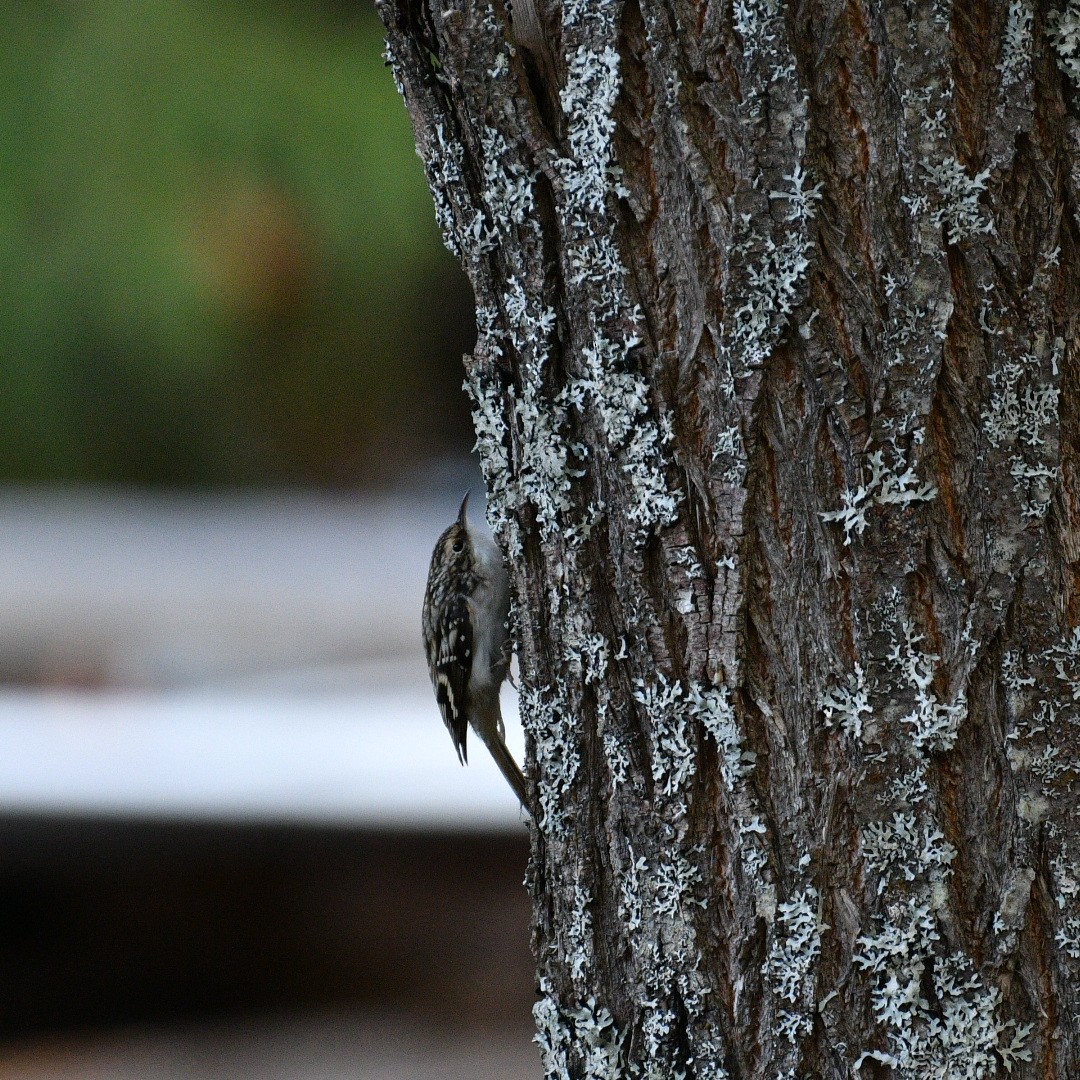 Brown Creeper - ML643571491