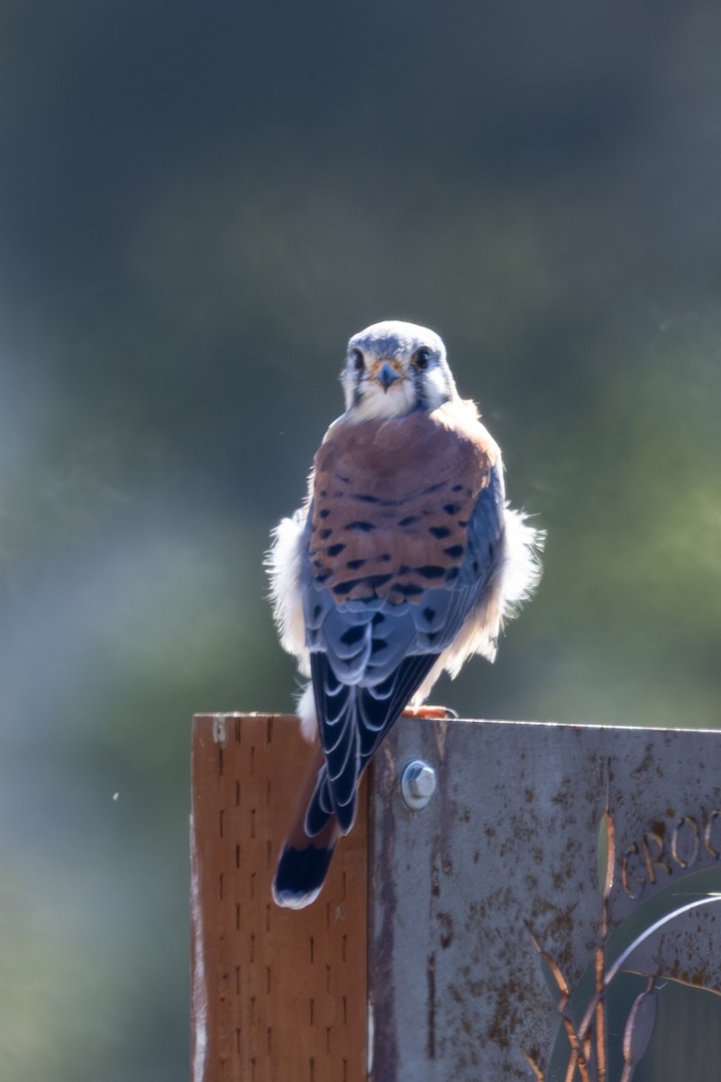 Buntfalke - ML643571493