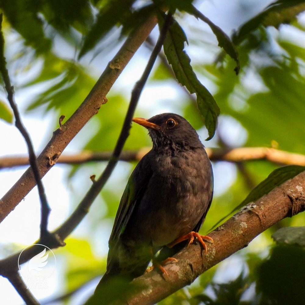 Andean Slaty Thrush - ML643571497
