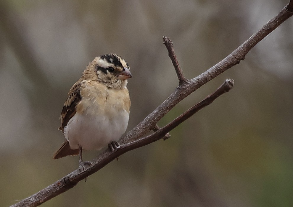 Pin-tailed Whydah - ML643571498