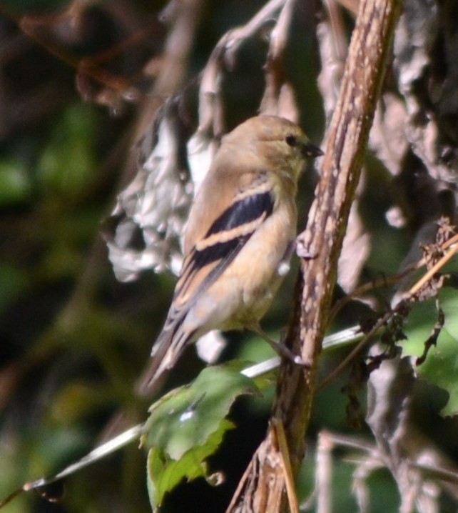 American Goldfinch - ML643571502