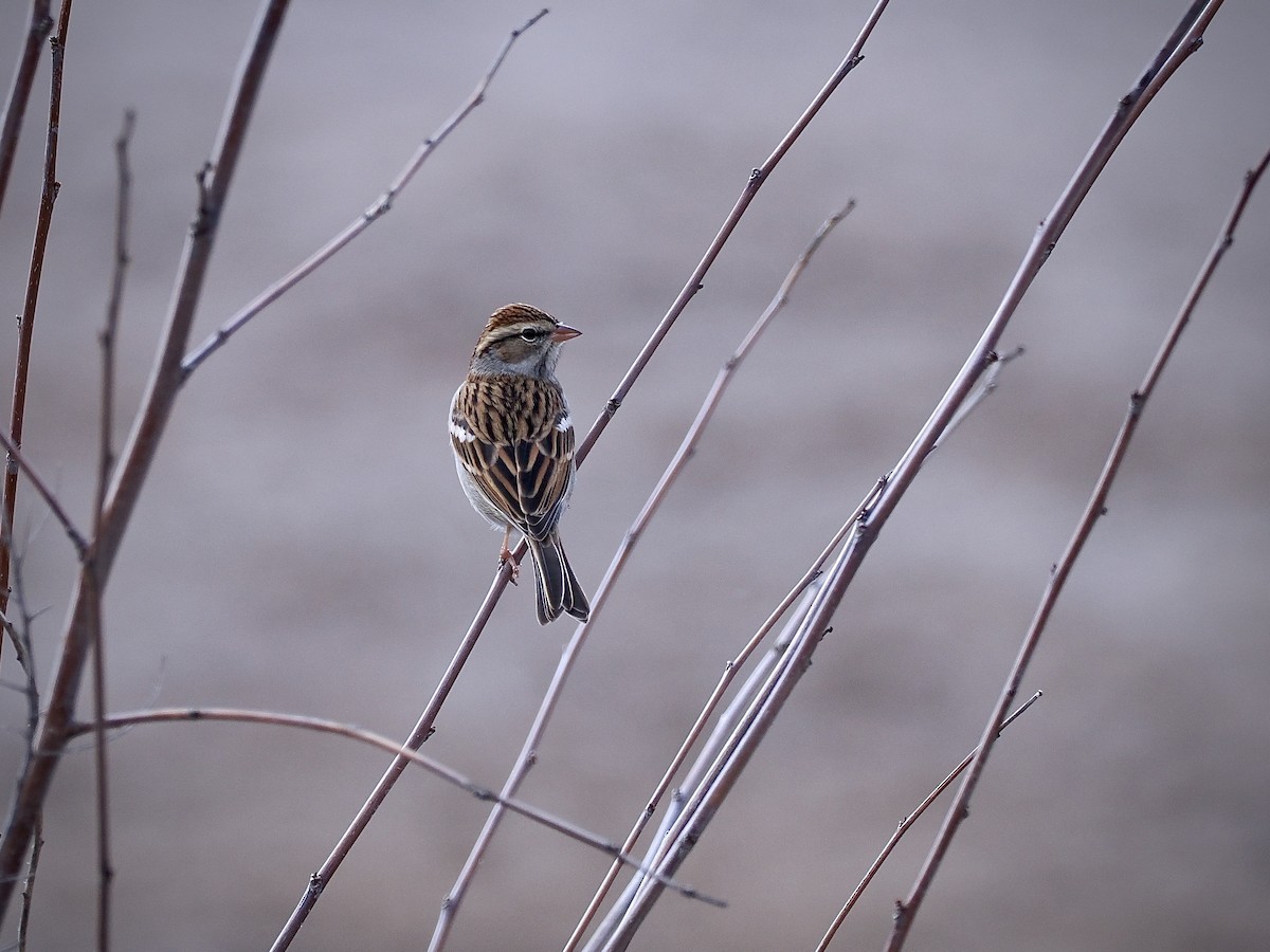 Chipping Sparrow - ML643571509