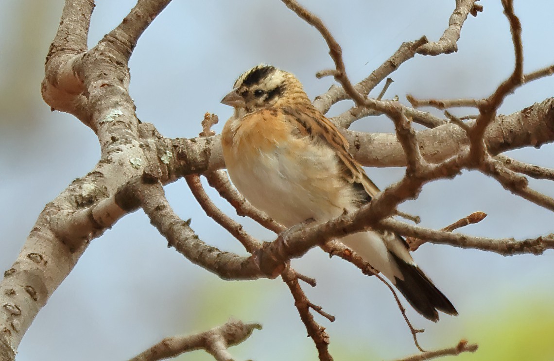 Eastern Paradise-Whydah - ML643571510