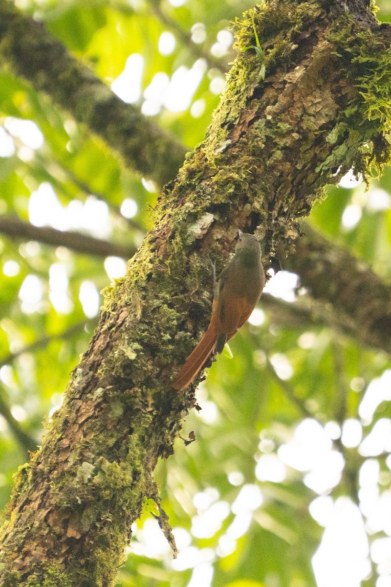 Trepatroncos Oliváceo (grupo griseicapillus) - ML643571519