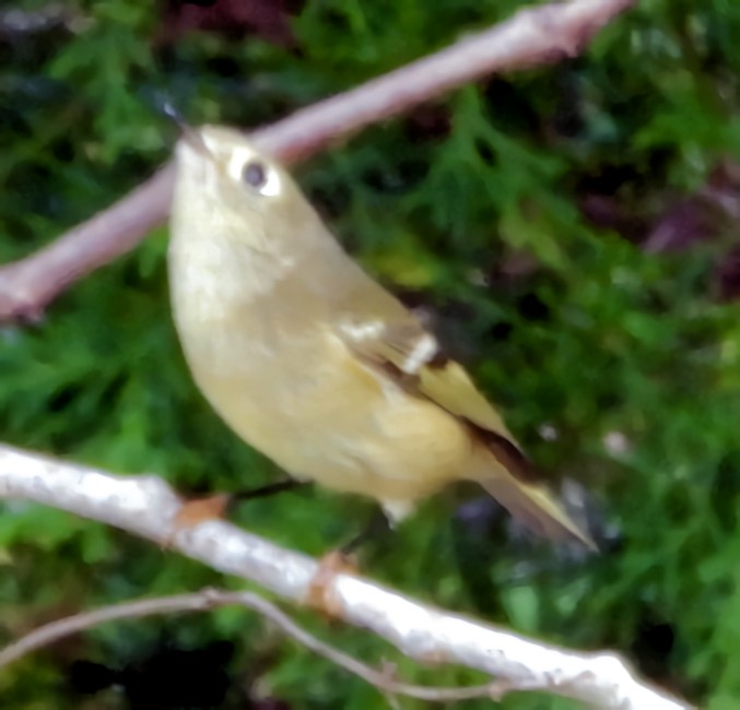 Ruby-crowned Kinglet - ML643571520