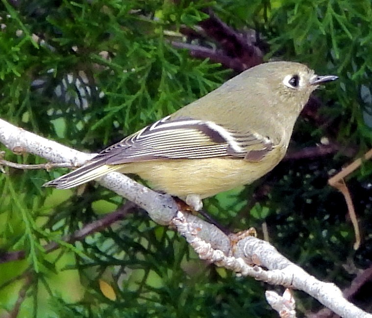 Ruby-crowned Kinglet - ML643571522