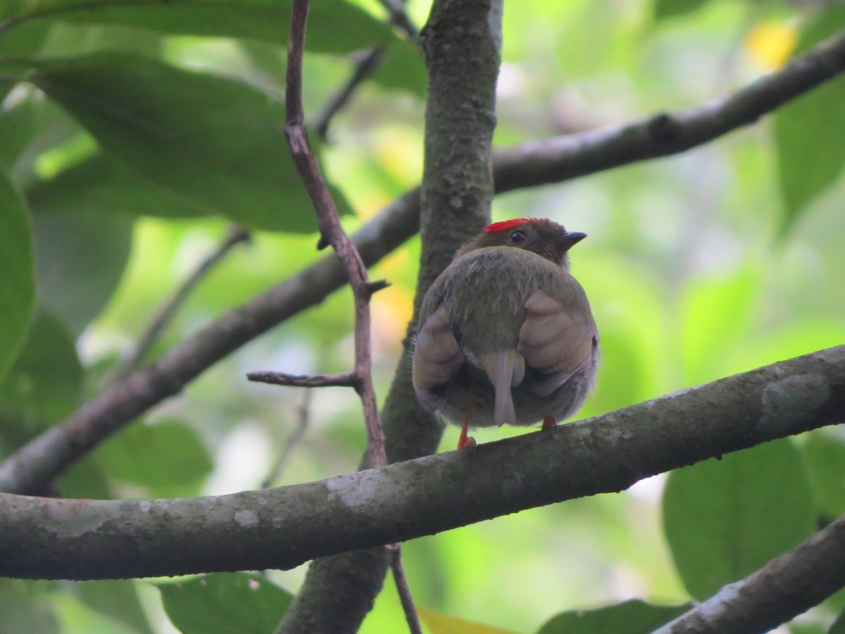 Long-tailed Manakin - ML643571529