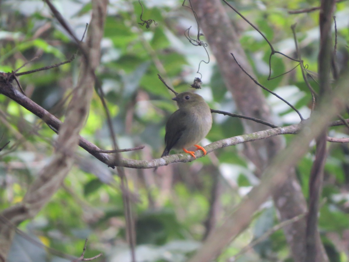 Long-tailed Manakin - ML643571530