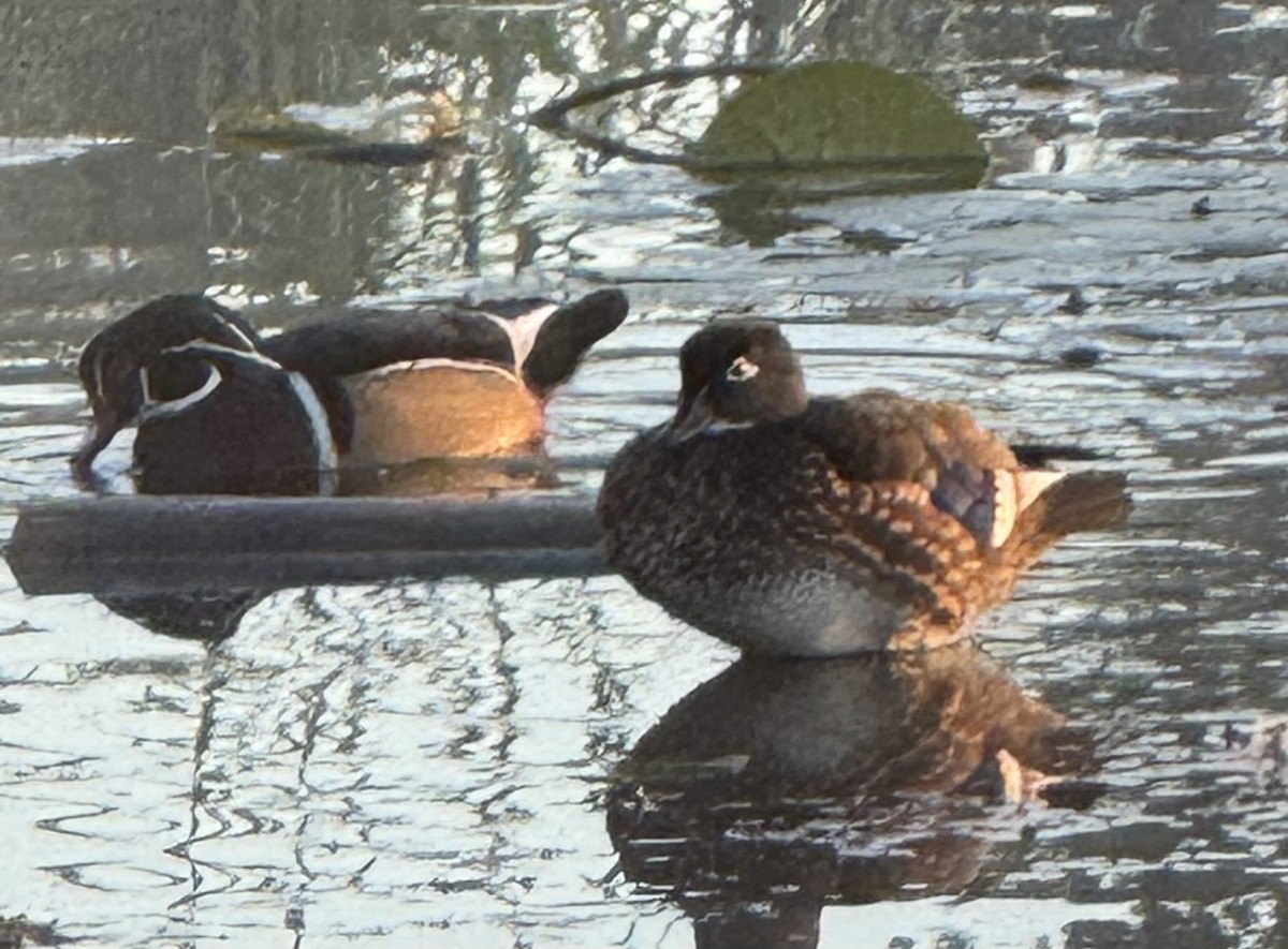 Wood Duck - ML643571533