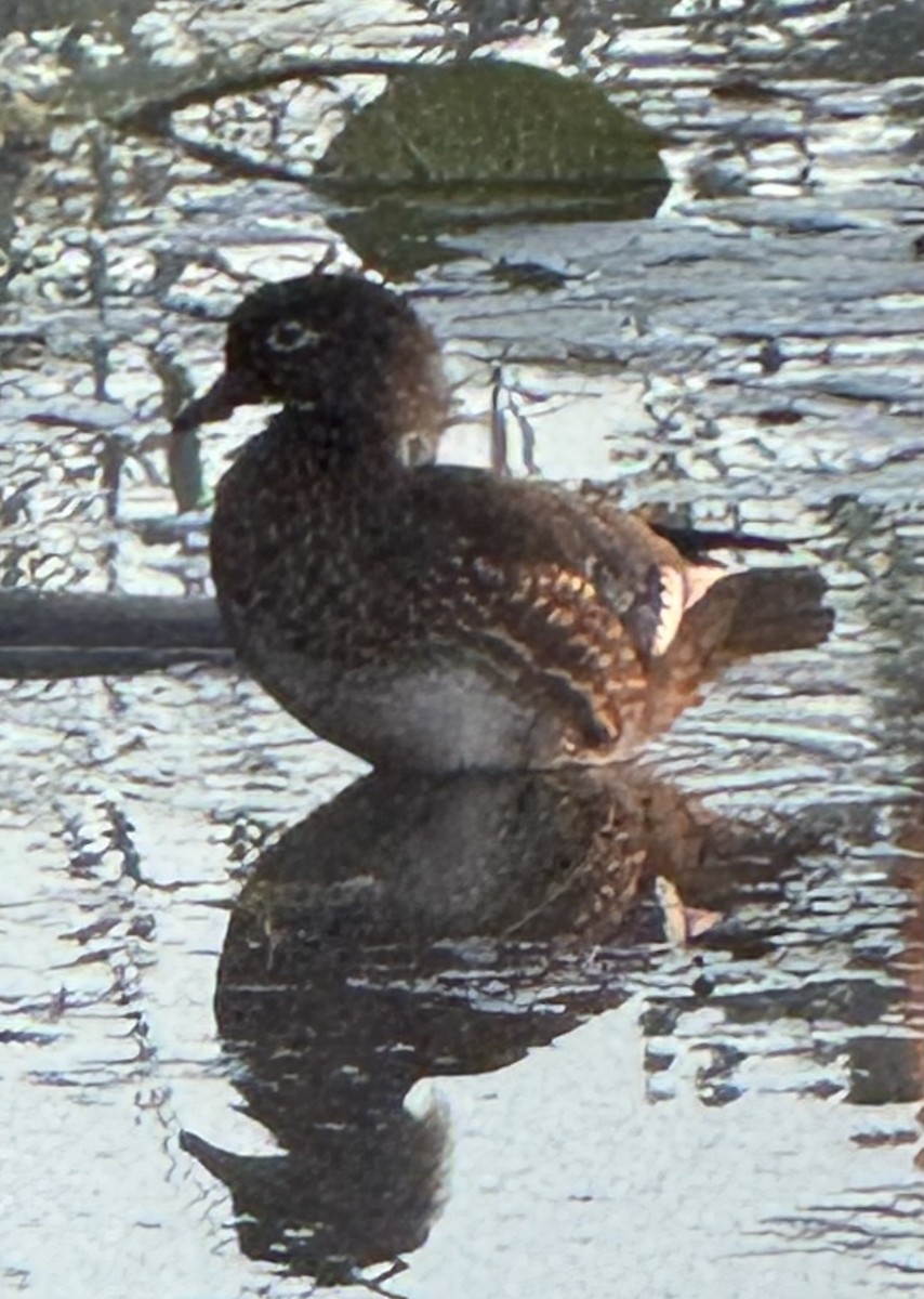 Wood Duck - ML643571534