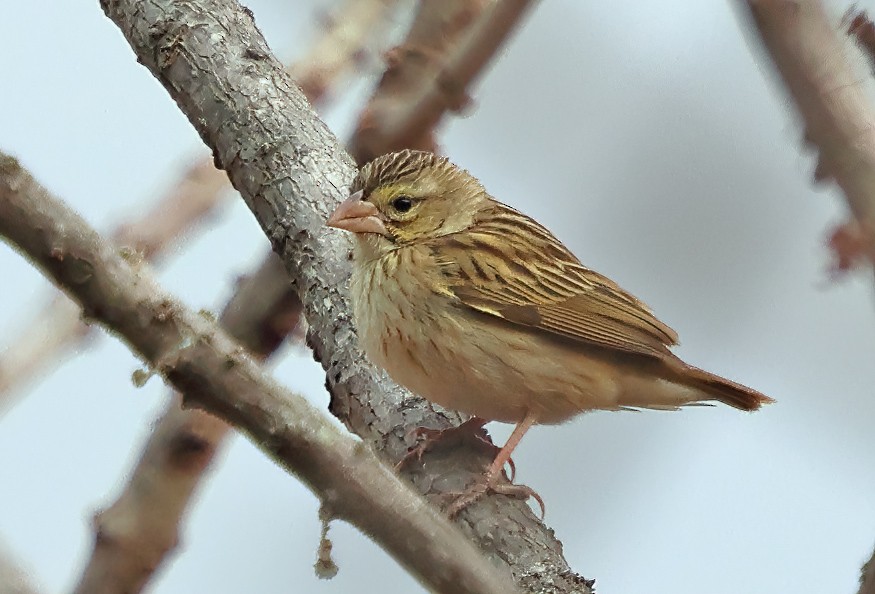Southern Red Bishop - ML643571545