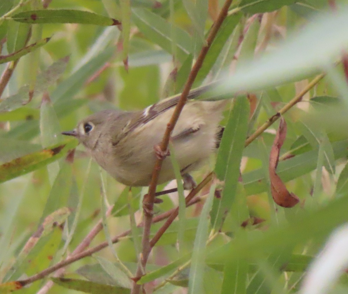 Ruby-crowned Kinglet - ML643571550