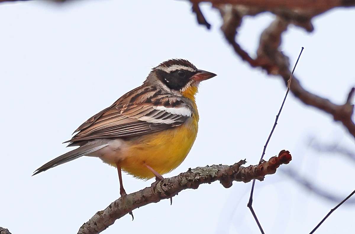 Cabanis's Bunting - ML643571557
