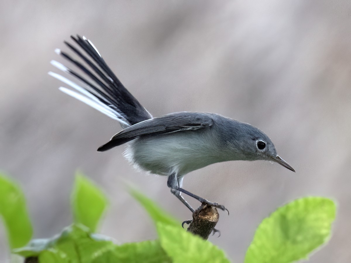 Blue-gray Gnatcatcher - ML643571561