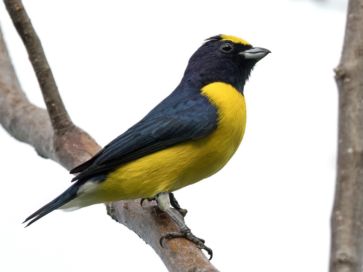 West Mexican Euphonia - ML643571568