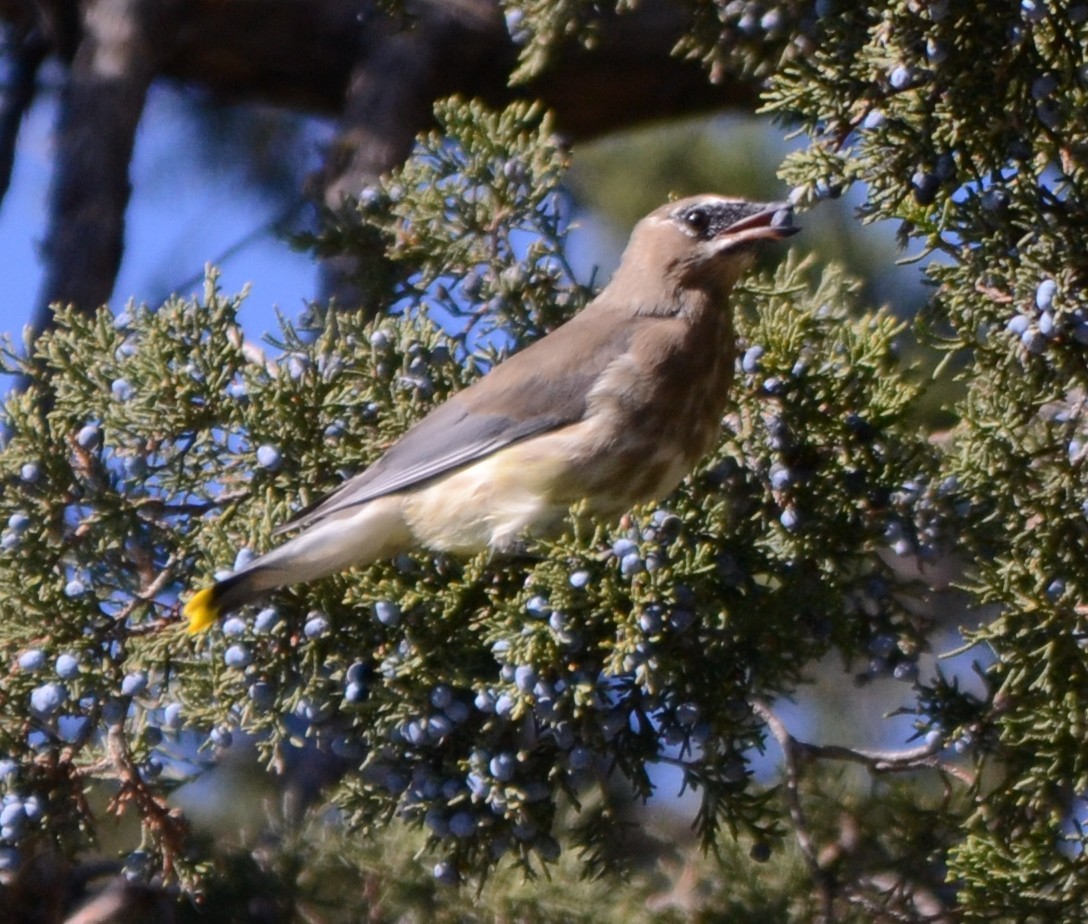 Cedar Waxwing - ML643571569