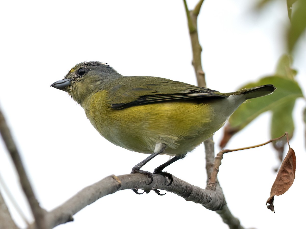West Mexican Euphonia - ML643571570