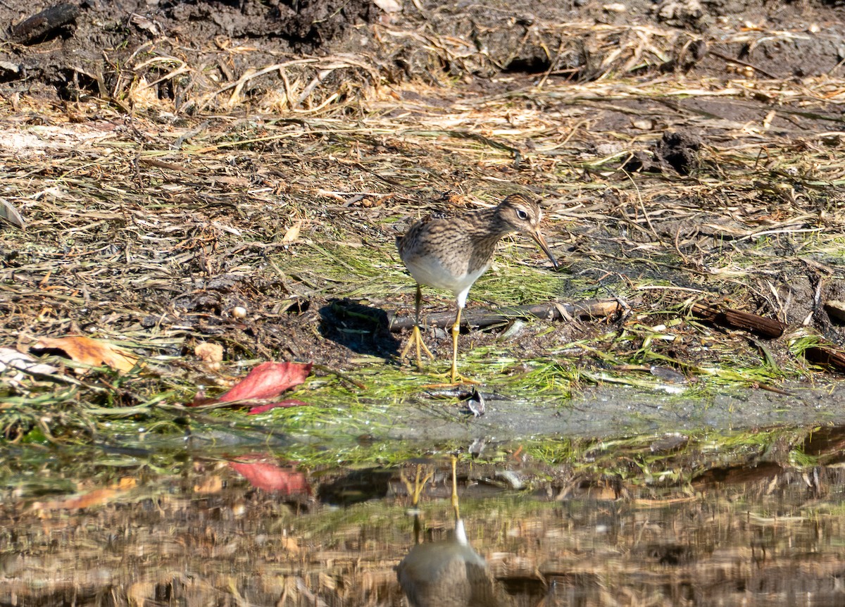 Pectoral Sandpiper - ML643571572