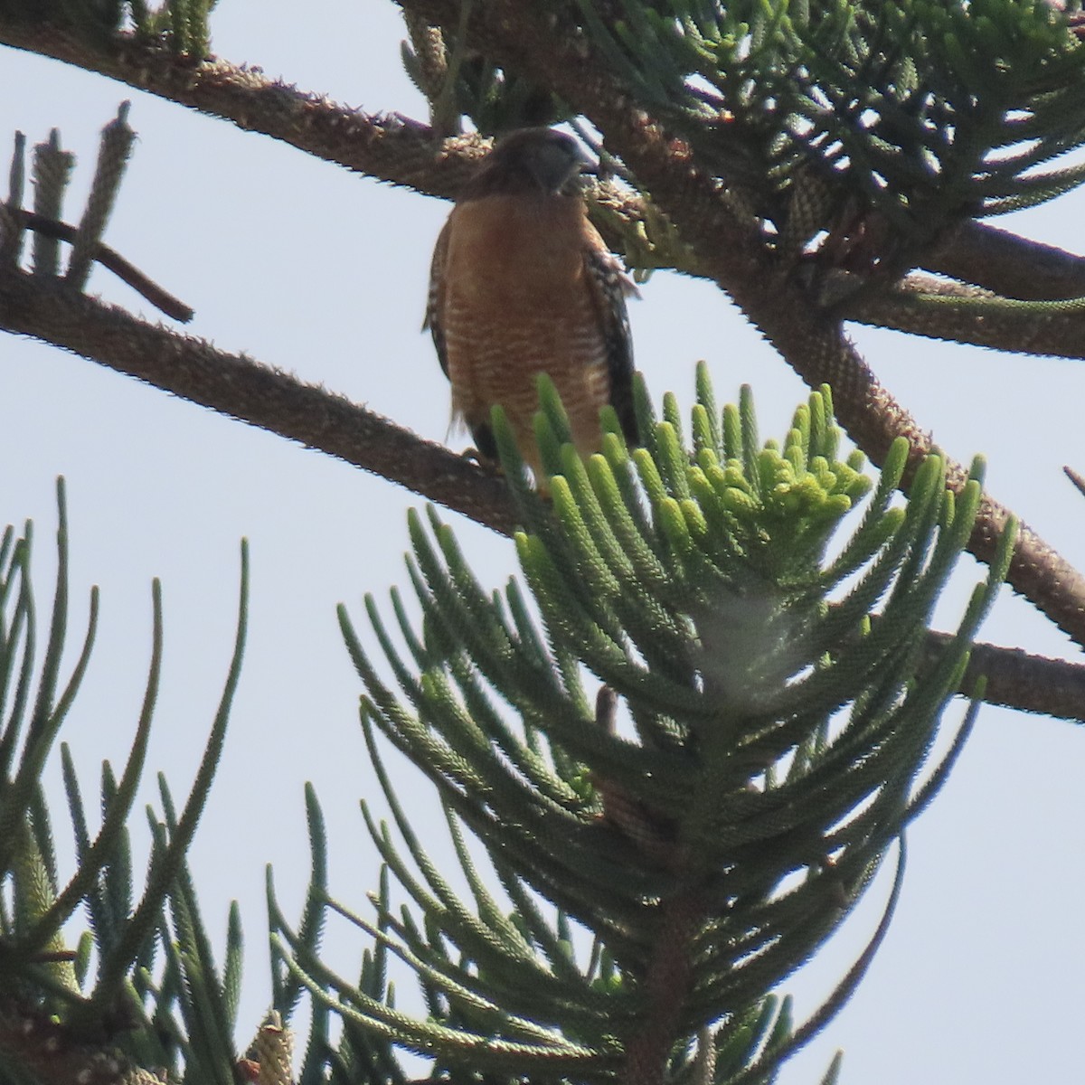 Red-shouldered Hawk - ML643571575