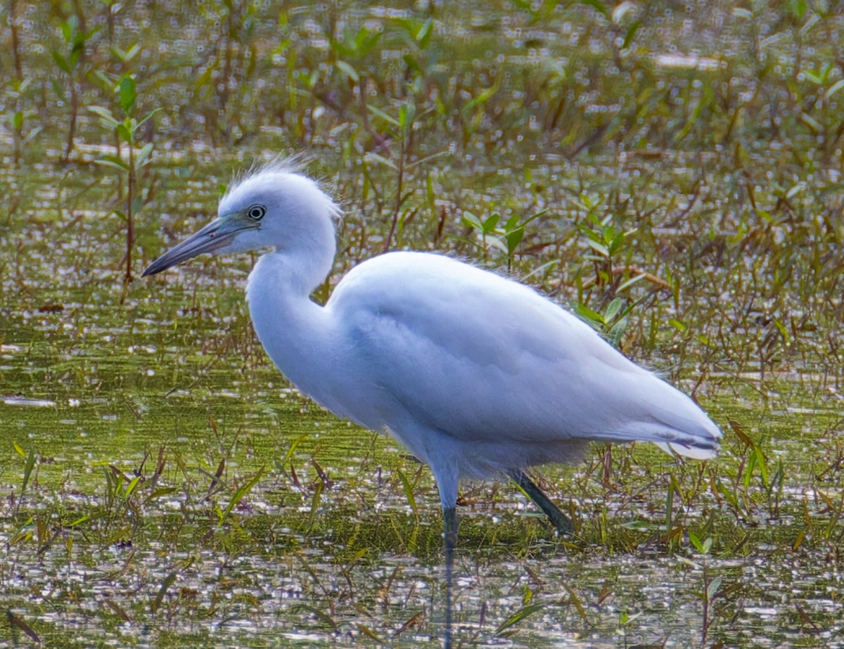 Little Blue Heron - ML643571579