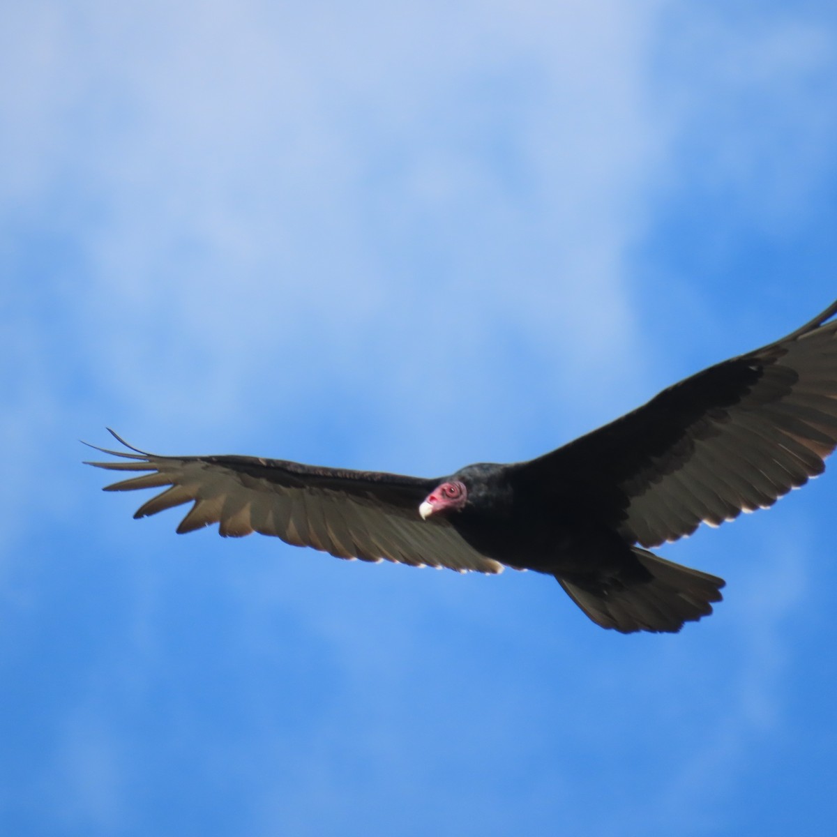 Turkey Vulture - ML643571590