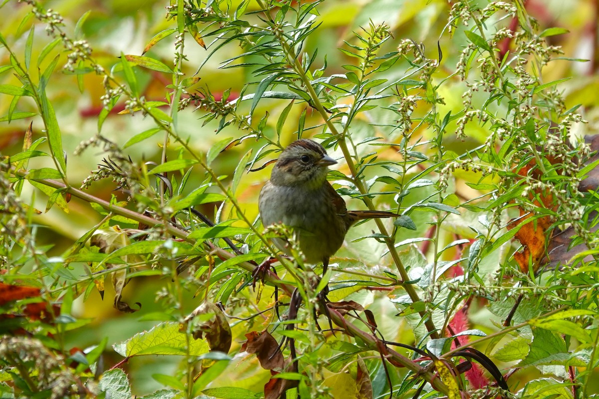 Swamp Sparrow - ML643571593