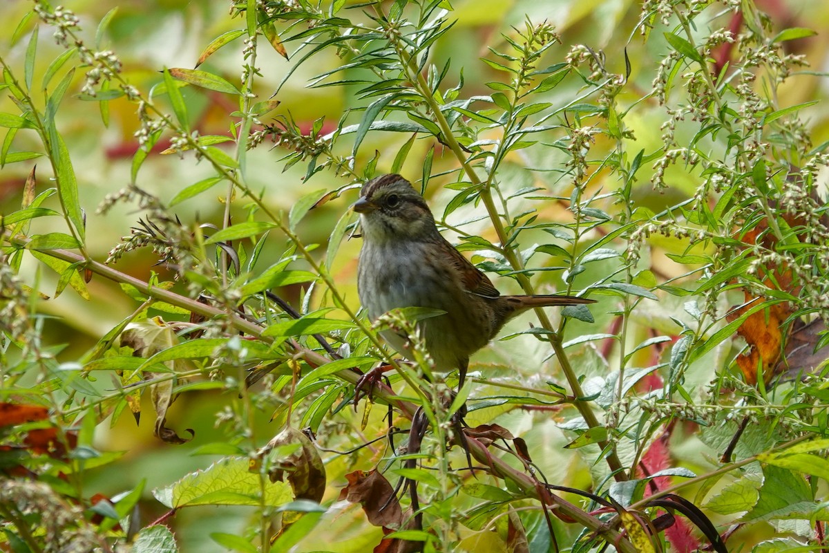 Swamp Sparrow - ML643571594