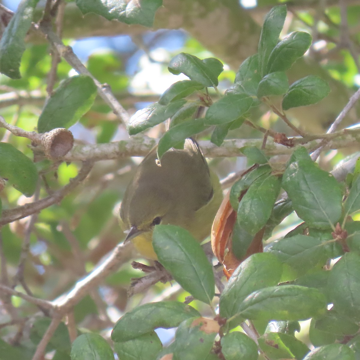 Orange-crowned Warbler - ML643571595