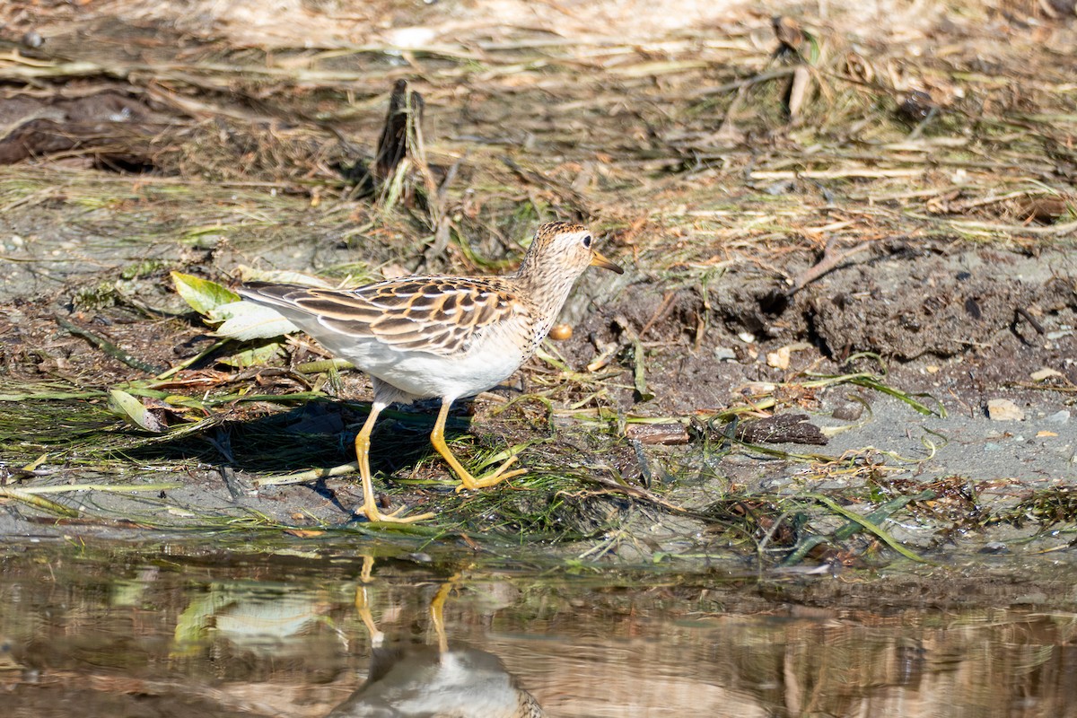 Pectoral Sandpiper - ML643571596