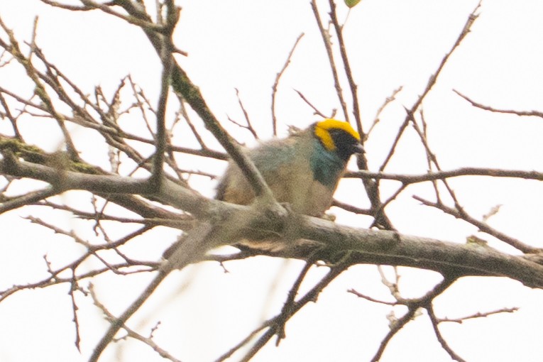 Saffron-crowned Tanager - ML643571598