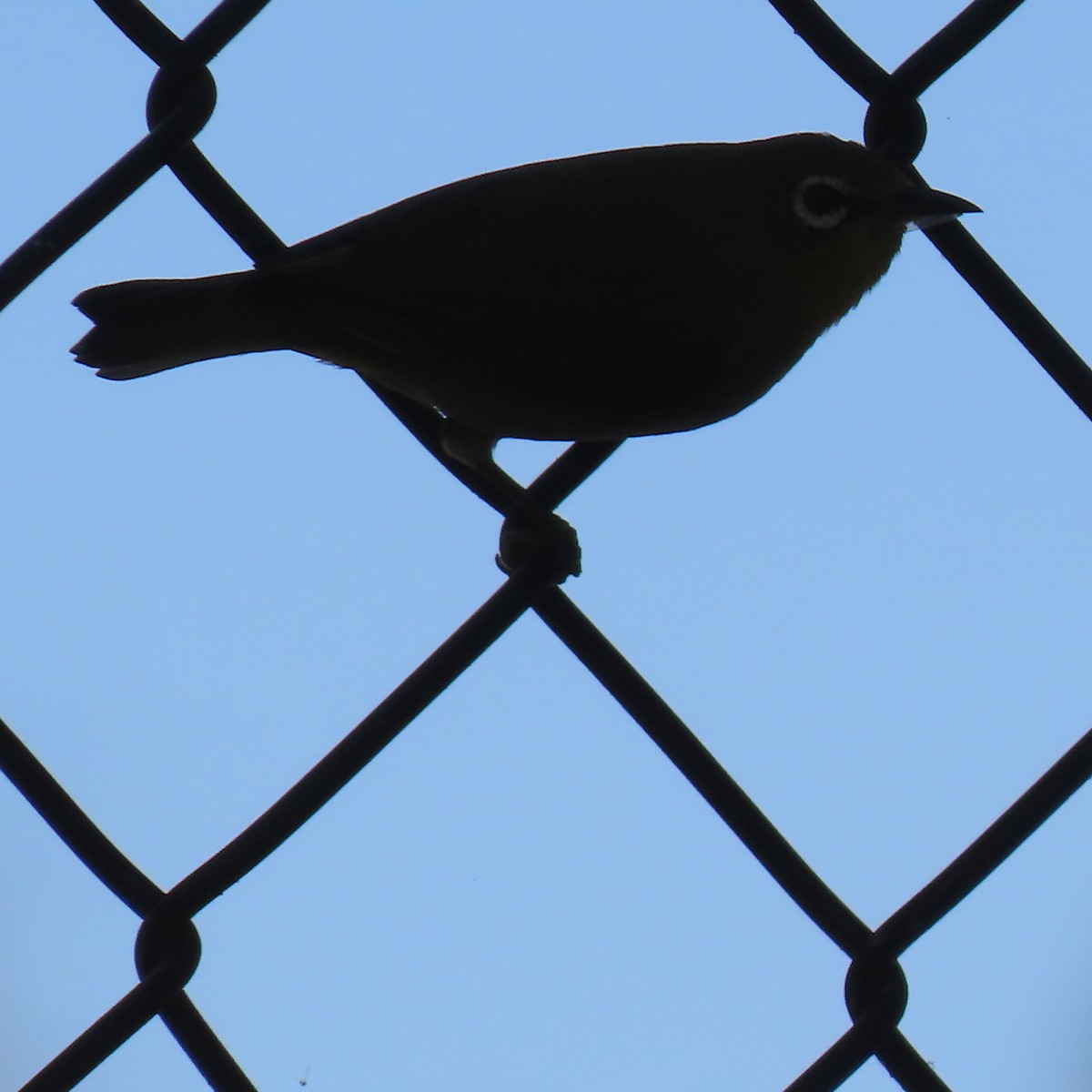 Swinhoe's White-eye - ML643571604
