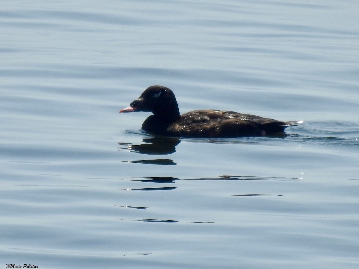 White-winged Scoter - ML64357161