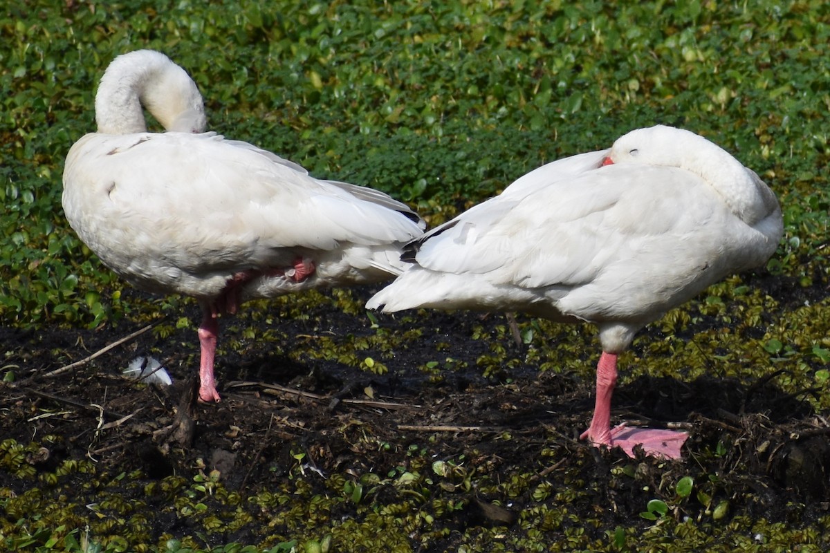 Cisne Coscoroba - ML643571611