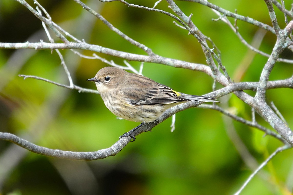 Yellow-rumped Warbler - ML643571615