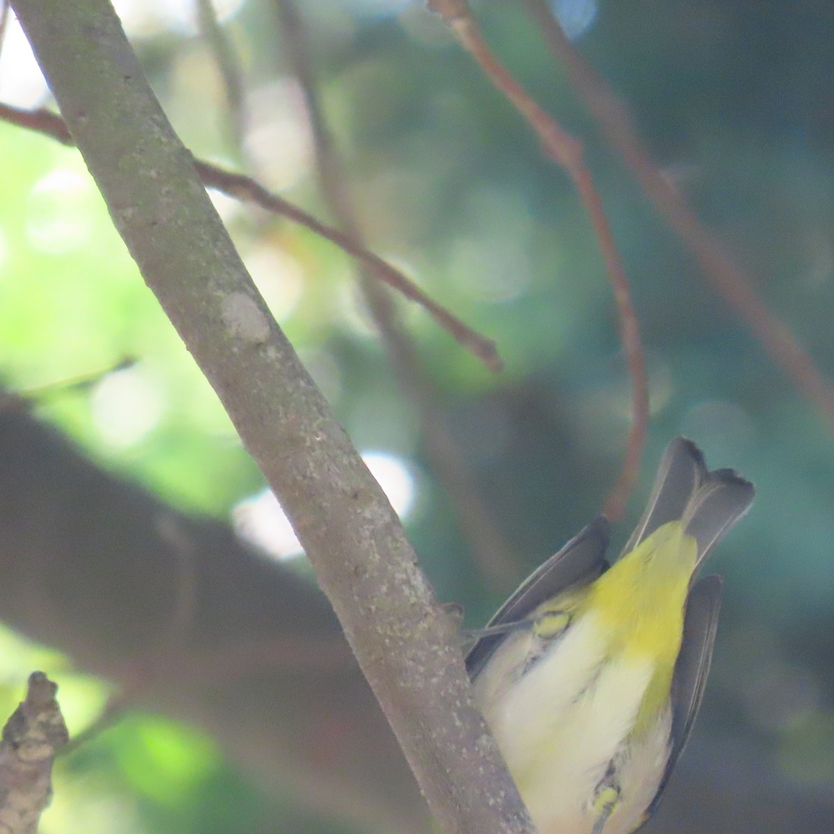 Swinhoe's White-eye - ML643571617