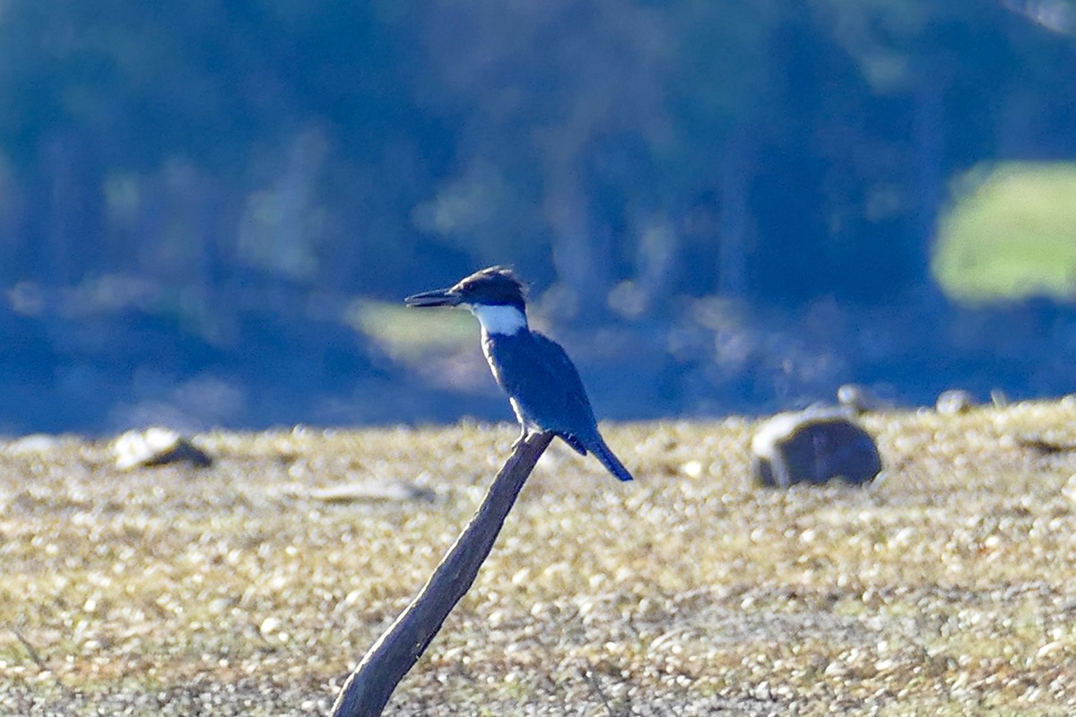 Belted Kingfisher - ML643571621