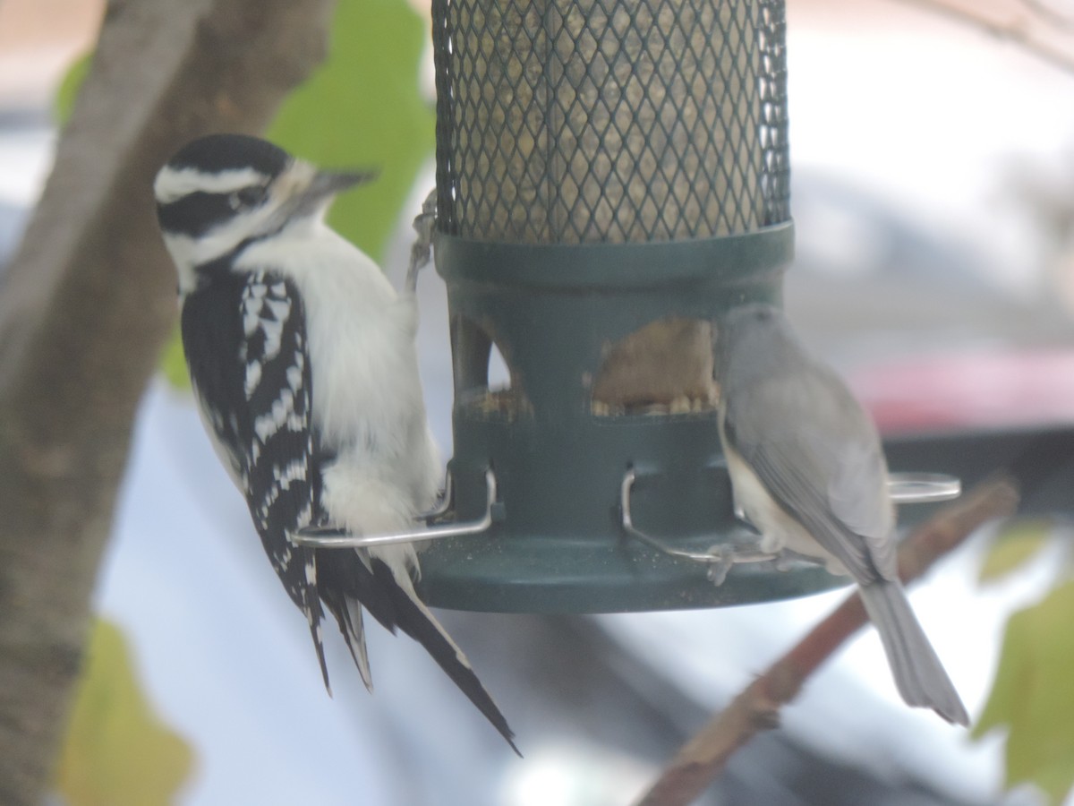 Tufted Titmouse - ML643571623