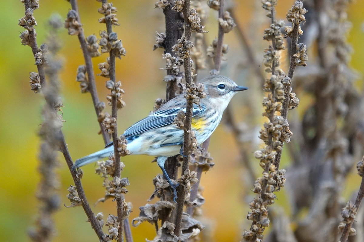 Yellow-rumped Warbler - ML643571634