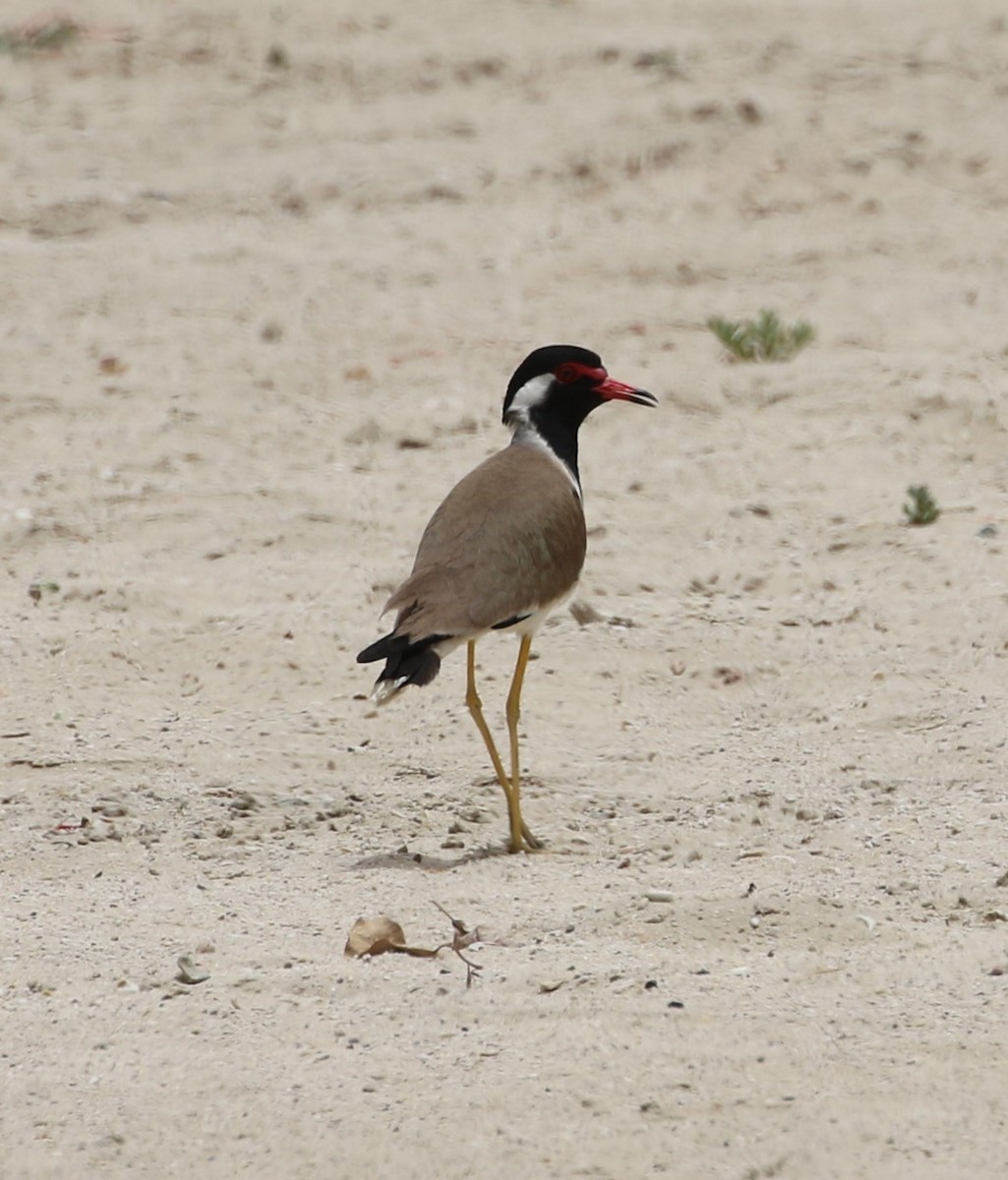 Vanneau indien - ML643571636