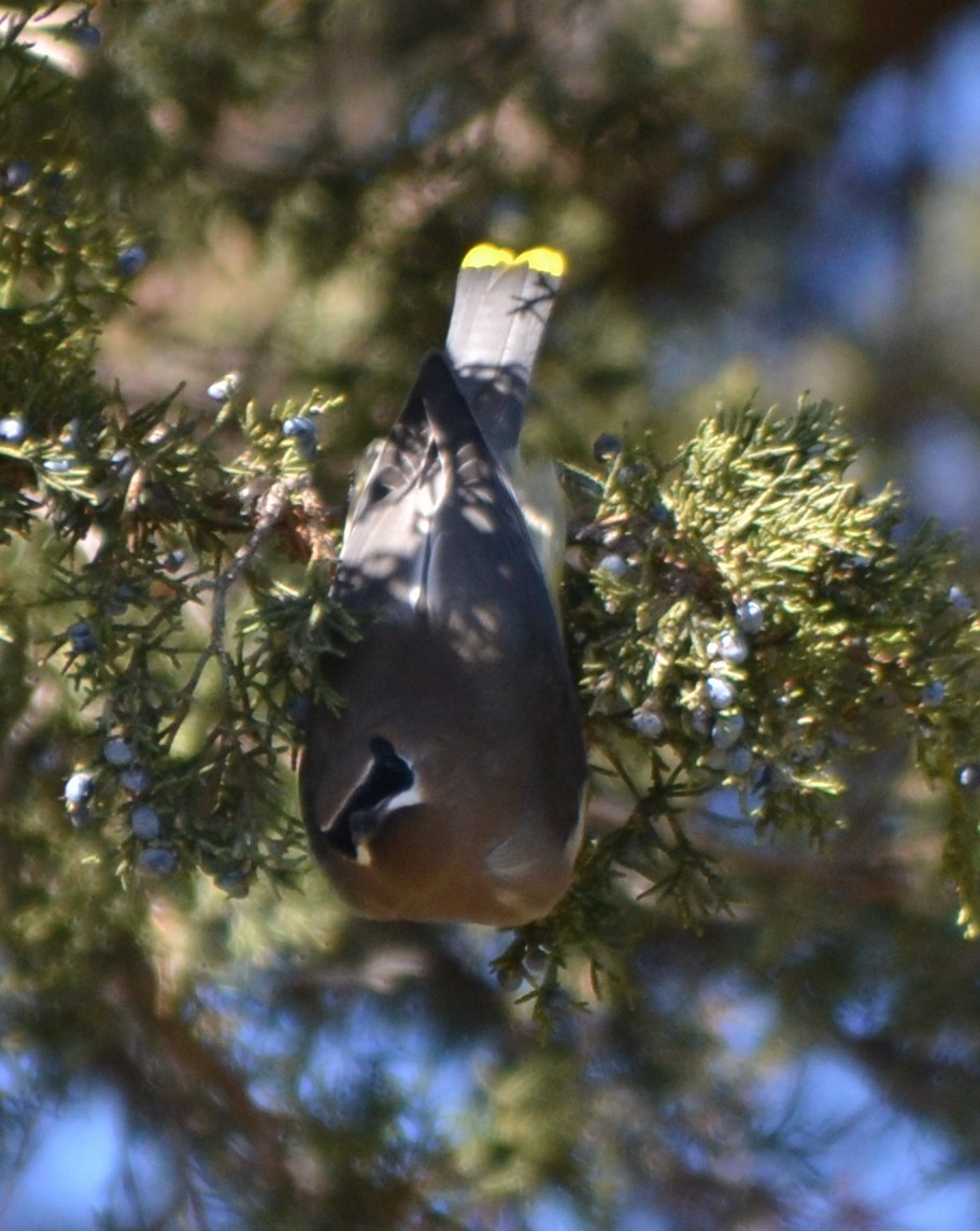 Cedar Waxwing - ML643571637
