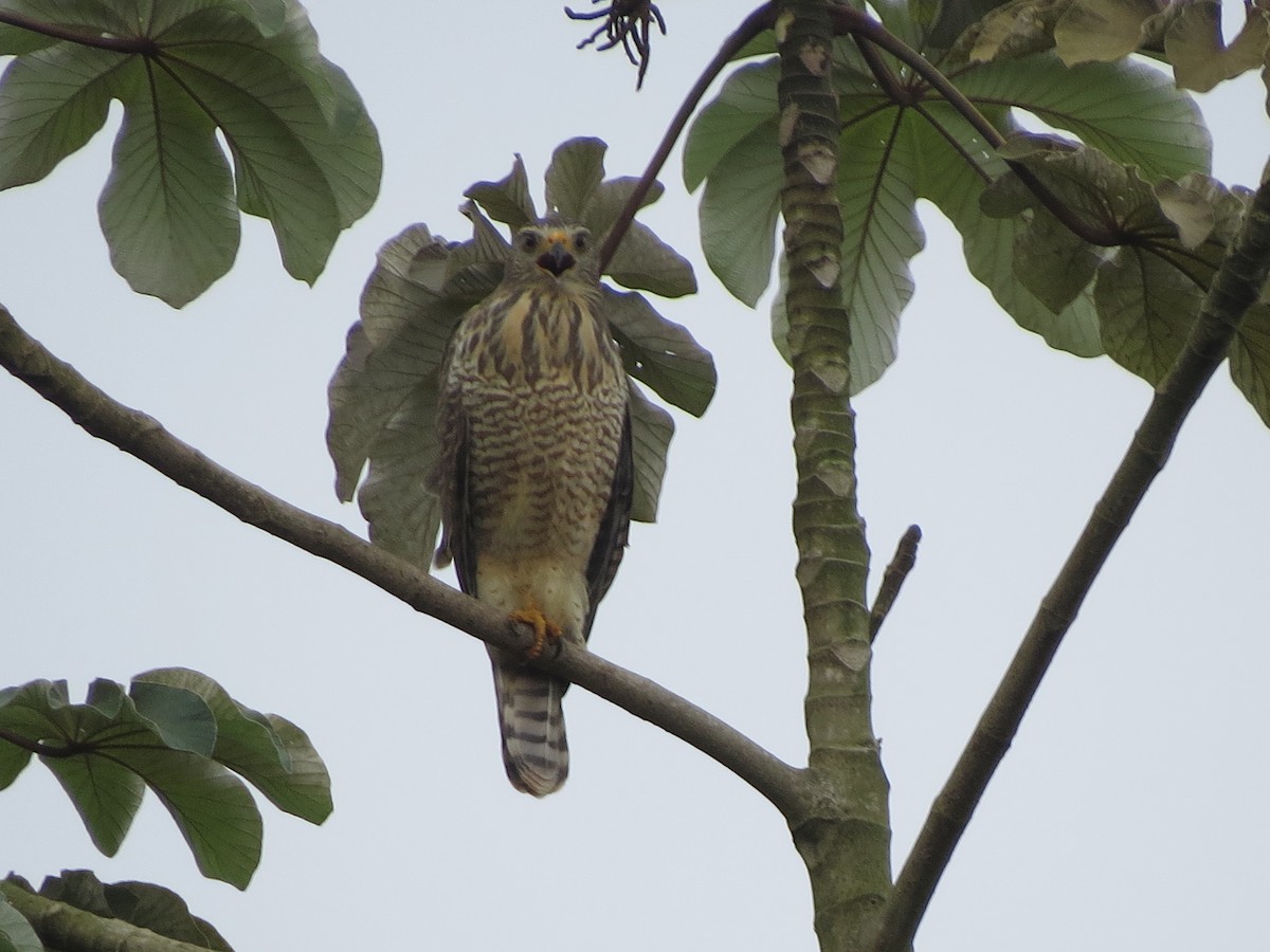 Roadside Hawk - ML643571639