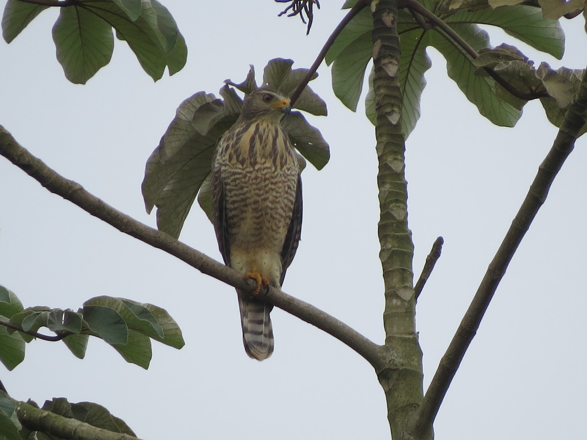 Roadside Hawk - ML643571640