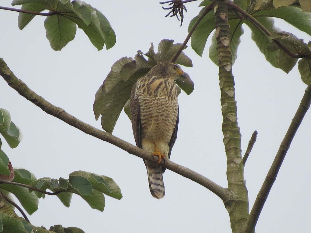 Roadside Hawk - ML643571641